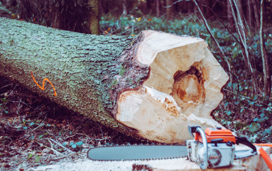 Как выбрать бензопилу?